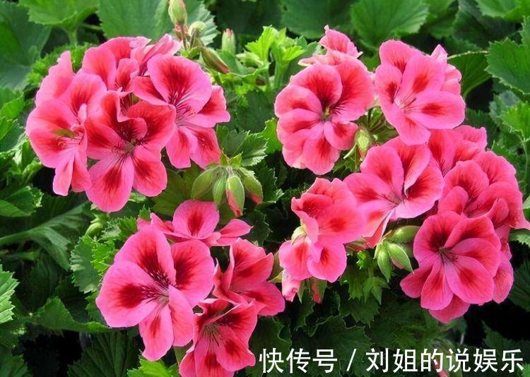 农历10月2日霜降后,养什么花?以下3种花,五福临门平安幸福