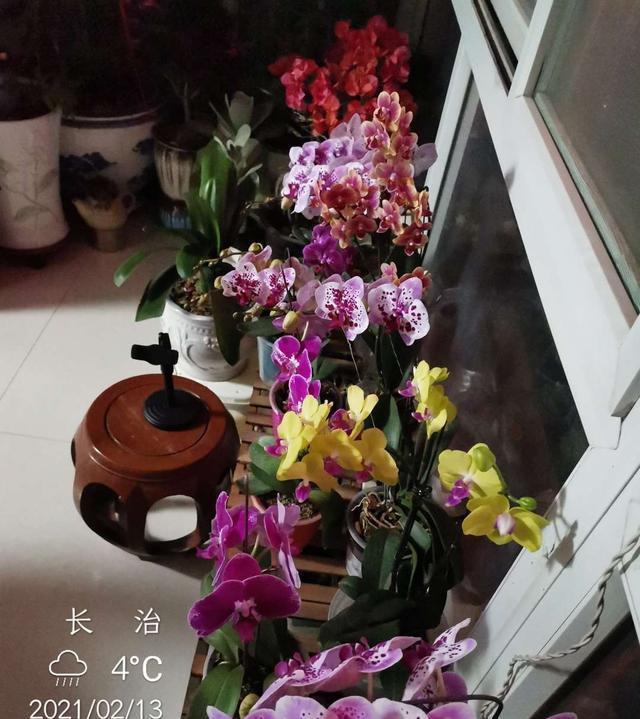 春节最受欢迎的5种花，放家里一盆不吃亏，这样护理年年旺