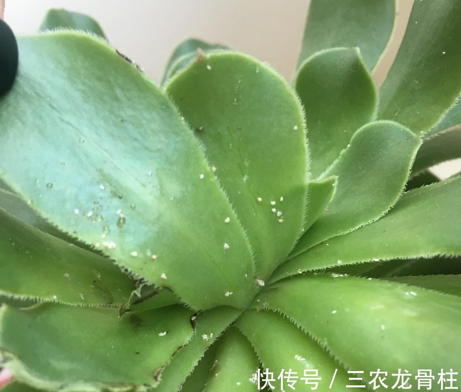 多肉虫害照片 多肉虫害照片