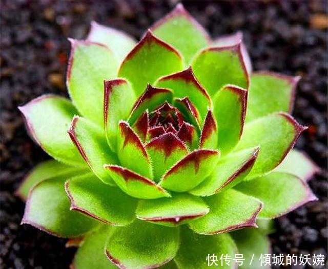 爆盆|观音莲度夏很简单,紧抓4个细节,不烂根不徒长,秋天长爆盆