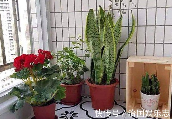 异味|卫生间“臭臭的”养以下4种能去异味的盆栽,轻松解决