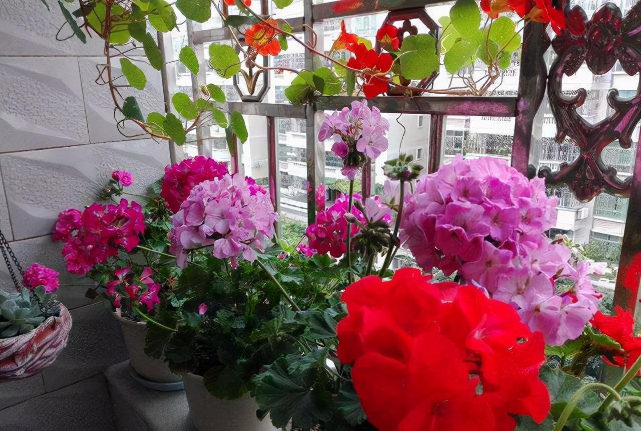 分享2个冬天扦插的小方法,10种花现在扦插正当时,生根快又壮