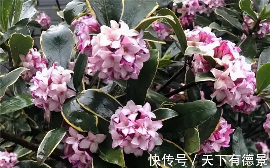 蟹爪兰|4种漂亮花,7月不要买,养不活费钱又费力,9月再买也不迟
