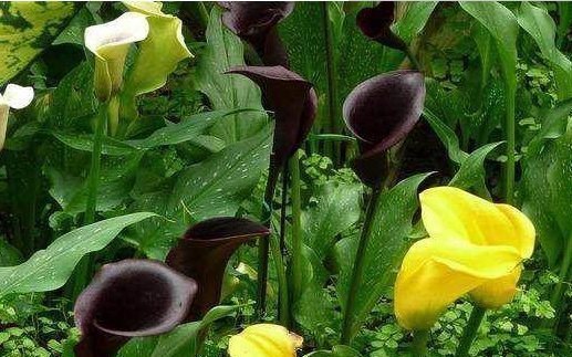 不是所有花都要多浇水,这4种花越浇越死的快,夏天要注意