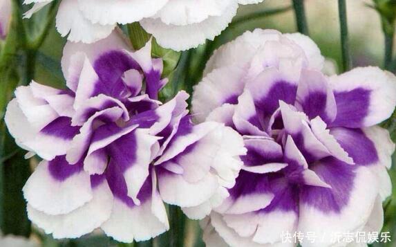 康乃馨|家中有老人养“它”花语温馨与慈祥,开花颜色特殊,花叶俱美