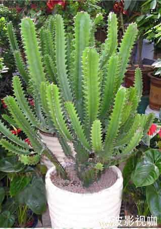 种花|常见的2种花,夏天多“切几刀”,才能呼呼冒“新芽”,翻倍的长