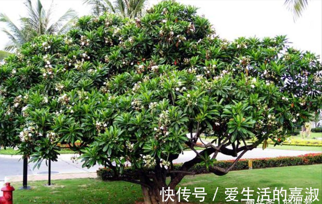 金皮树|认识植物界的“六大毒树”,看到“绕道走”,涨知识不吃亏