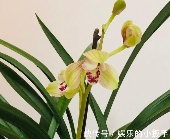 浅谈养兰之道，如何正确给兰花浇水，让它长势旺盛