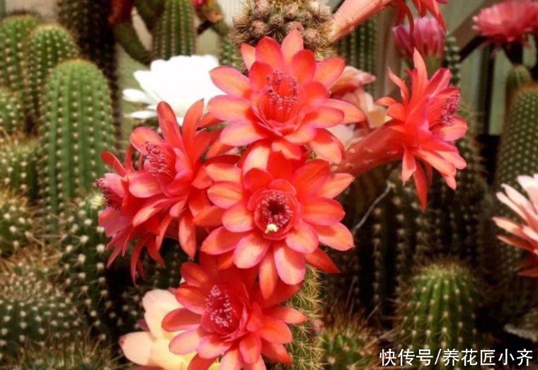 家中常见的这些花，摆放位置很关键，否则花期短，甚至不开花