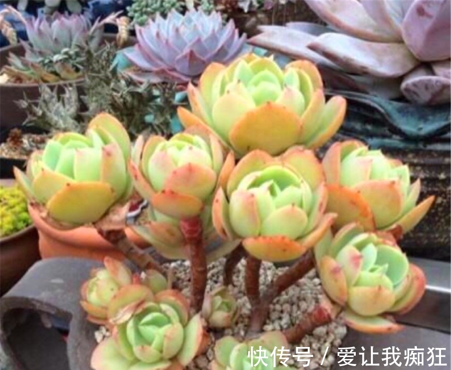 多肉碧桃成了阳台最美的风景,晶莹剔透成老桩,金黄碧绿总相宜