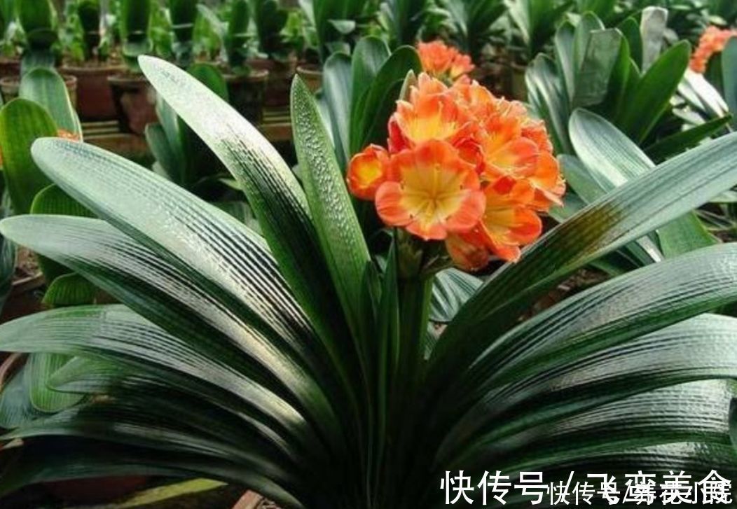 养君子兰,掌握4个养护“技巧”,根系粗壮,叶子油绿光亮