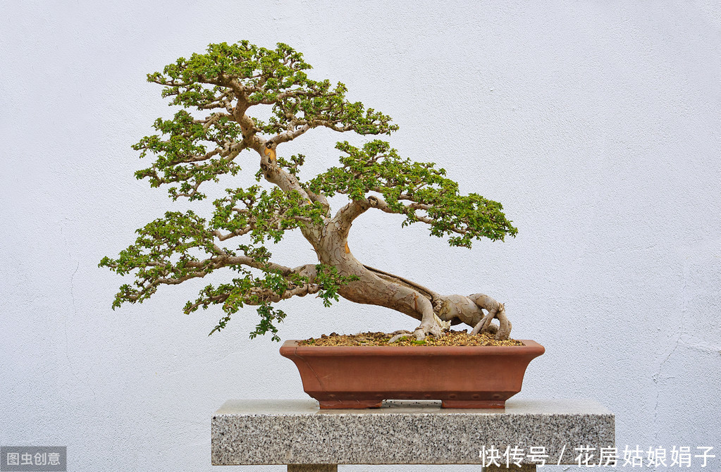 黄杨树被制作成盆景前需要经历哪些?没想到,竟然这么多工序