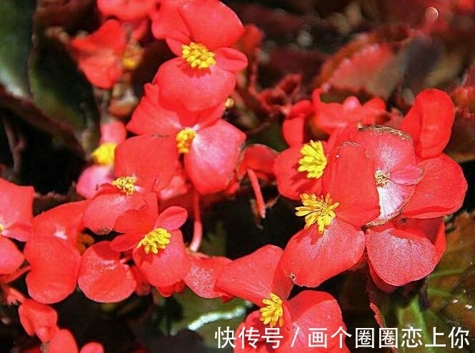 养护|四季海棠烂根还有救吗?教你3种挽救小妙招,让根部“起死回生”