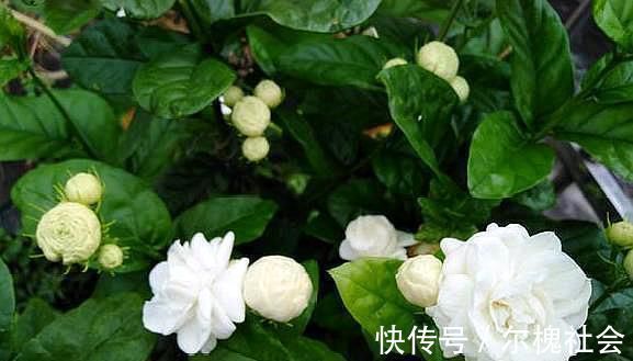 茉莉花|黄泥茉莉花,换盆就用“这种土”,不花钱养分足,每次开花都爆盆