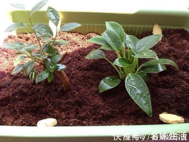 沙子|盆里埋点它,小虫子全没了,花越长越茂盛!