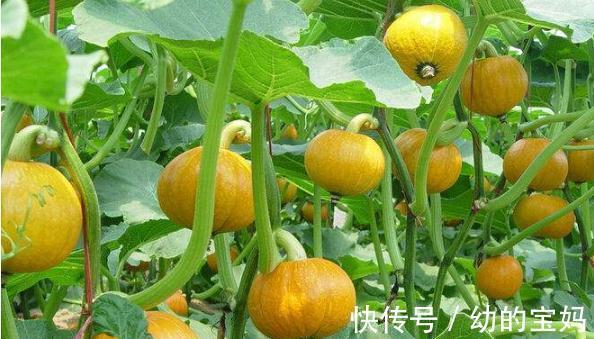 孕妇|纯天然的“叶酸”找到了,孕妇隔三差五吃一点,胎儿发育更好!