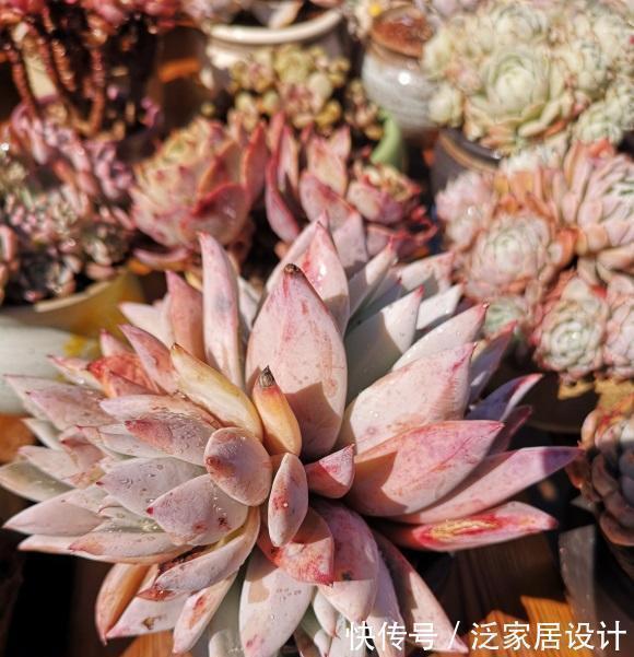 养死|养多肉急不得,养护期间总结经验,少浇水保持干燥,有效减少死亡