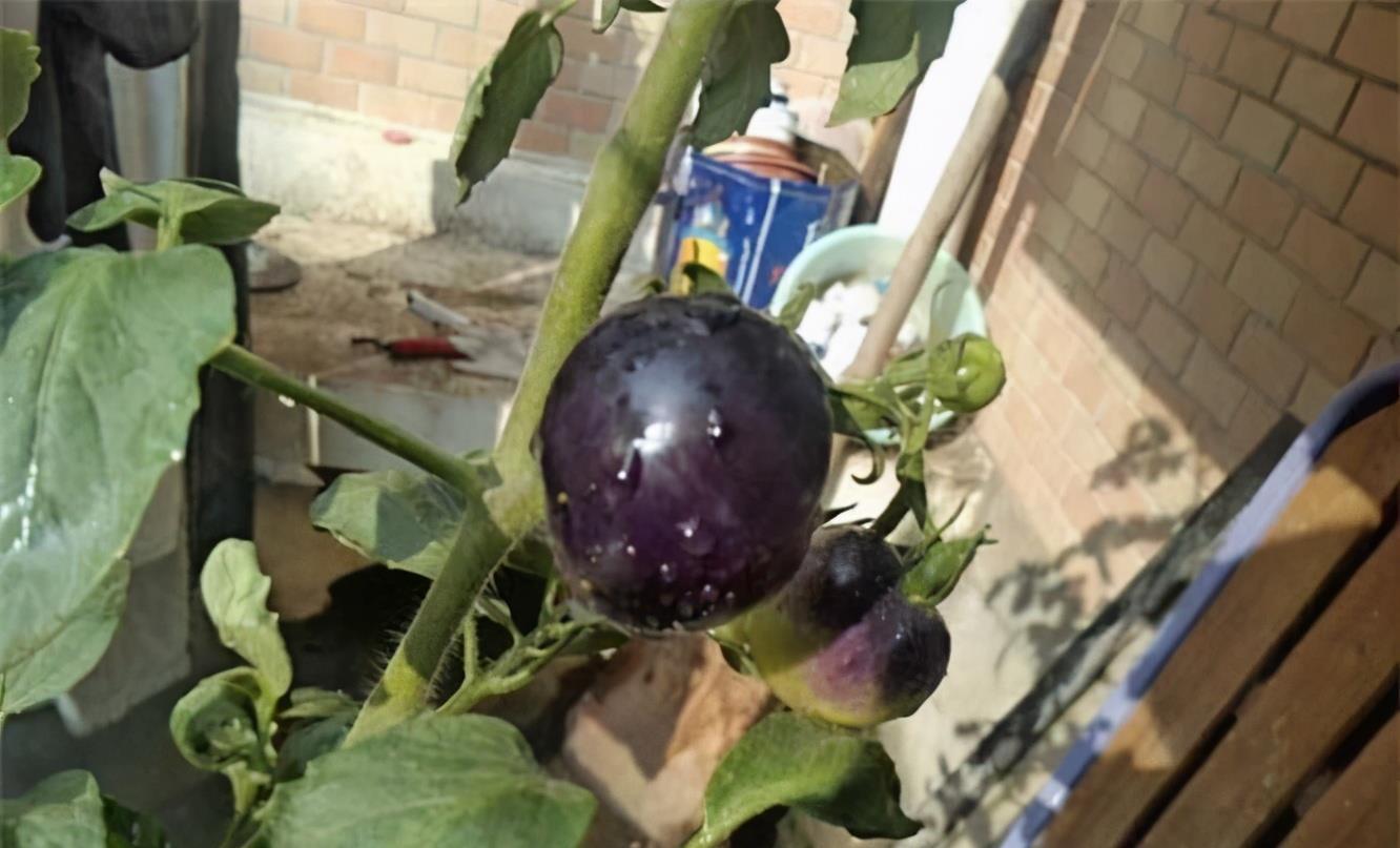 血管|冬天养生正当时,常吃3种食物,补血养气,养护血管,延年益寿