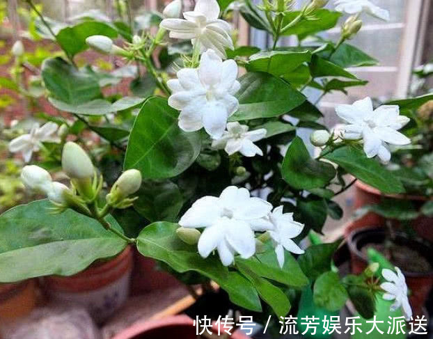 茉莉花|养栀子花、茉莉花,学会关键“1招”,不黄叶、不掉蕾,花开满枝