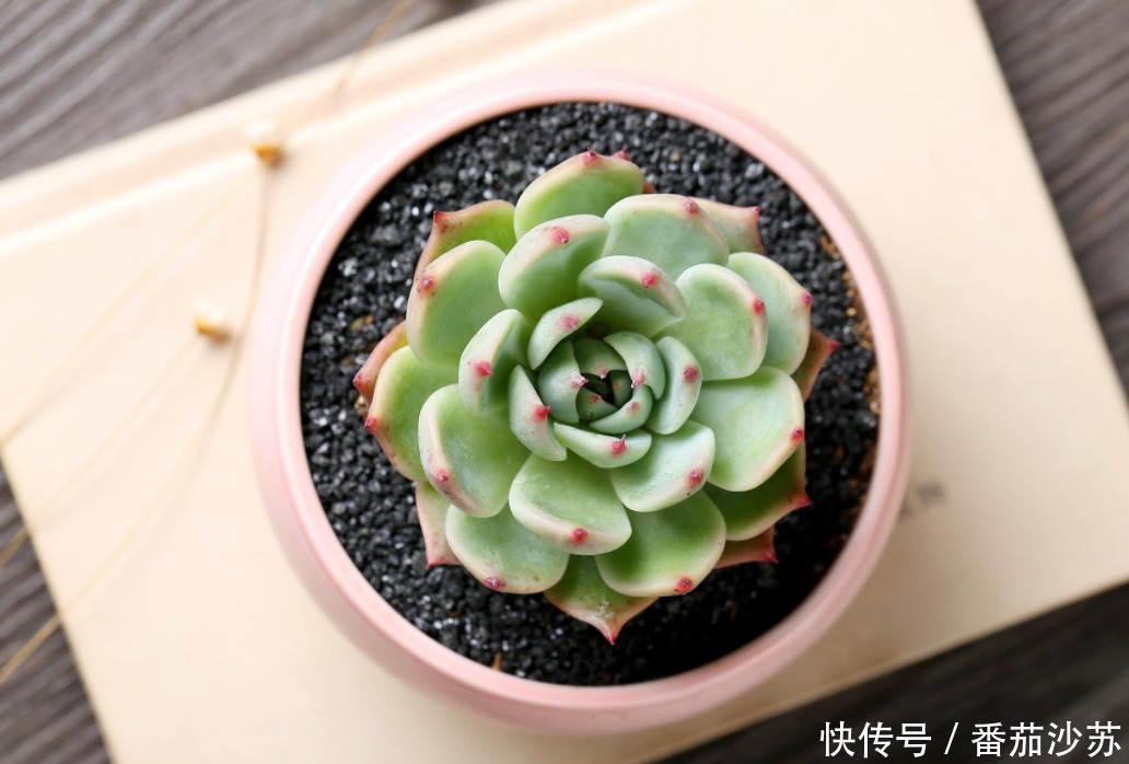 举动|5月,初遇暴雨后,盆栽多肉马上采取3项举动,一个都少不了