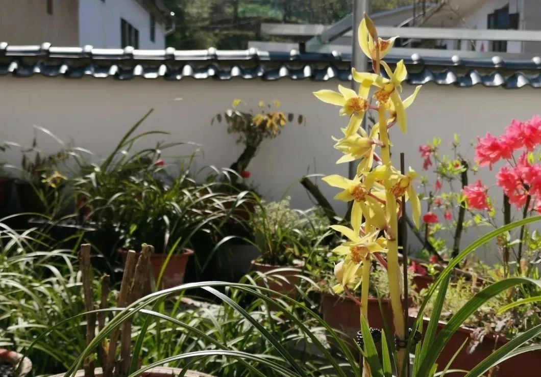 松针腐殖土养兰花，做好两件事，来年春天有好植料