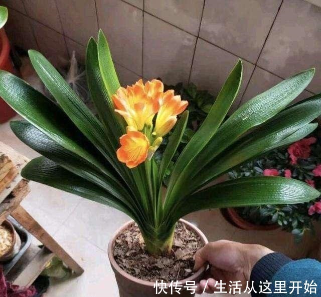 什么花生壳、柳树皮都不如这“2种肥”，盆里埋一点，养啥都爆盆！