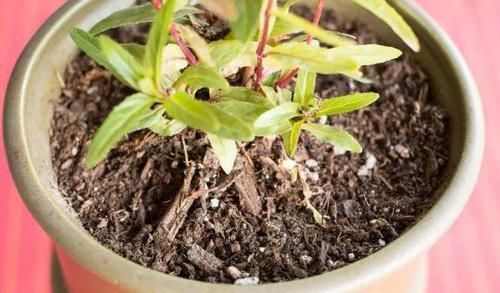  盆栽植物|养花：保证养一盆旺一盆？更换盆栽土添上这个好东西，没问题