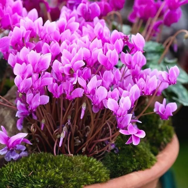 金边瑞香|6种“富贵花”，年底爱“涨价”，现在快入手，早买早赏早便宜