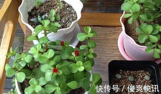 马齿苋树|养金枝玉叶,一个小技巧,盆栽变成漂亮盆景,叶绿枝多姿态优美