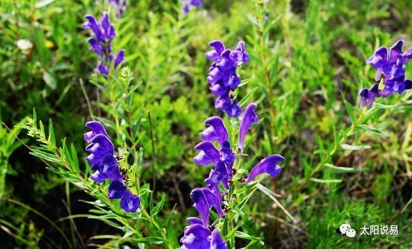 少阳|张仲景的两大名方合用,原来有这么多的用途,你能想到吗?