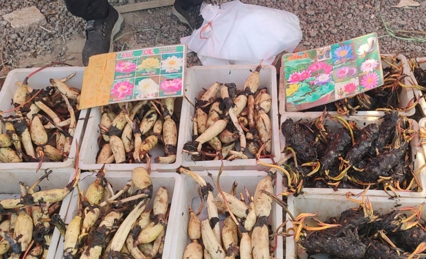 无论你多喜欢养花,都不要碰“3种花”,这都是养花高手被坑过的