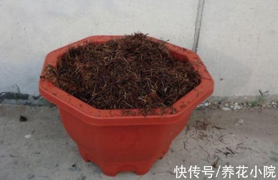 花卉|用松针土养花,要做好3件事,否则啥花也长不好