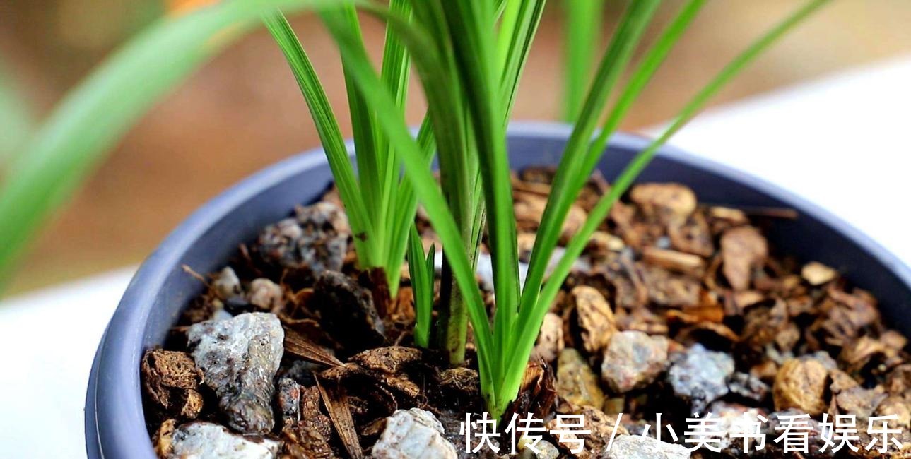 君子如兰|兰花“换盆死”怎么回事?避开这三点,否则让你白忙活