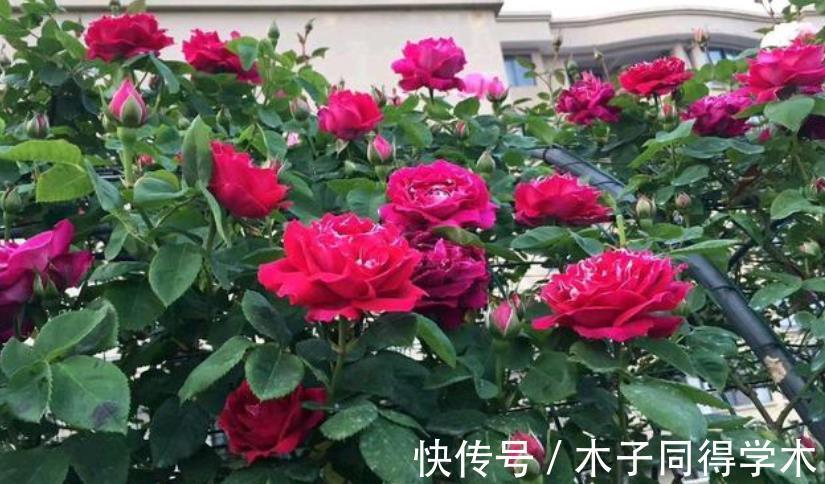 病虫害|每年7、8月份，老花匠都不喜欢月季花，越养越生气，原因有4点