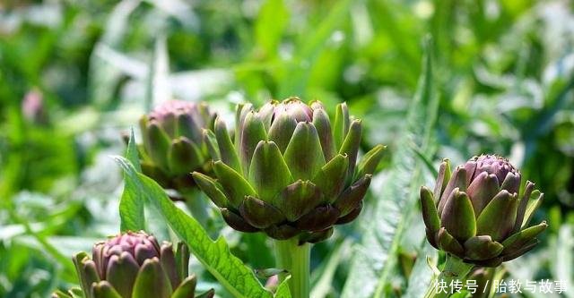 高级野菜洋蓟花的种植方法分享 快资讯