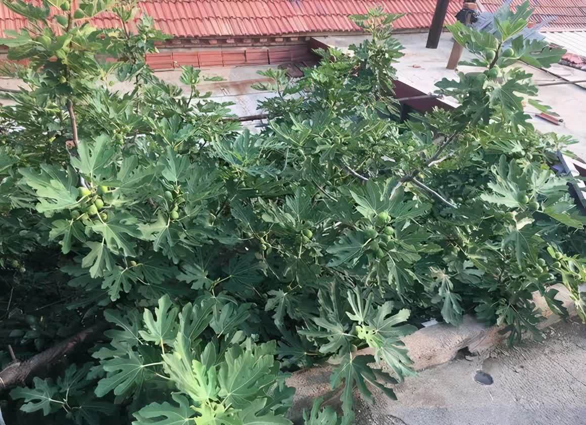 剪根粗枝插土里,2周能生根,一年长成大老桩