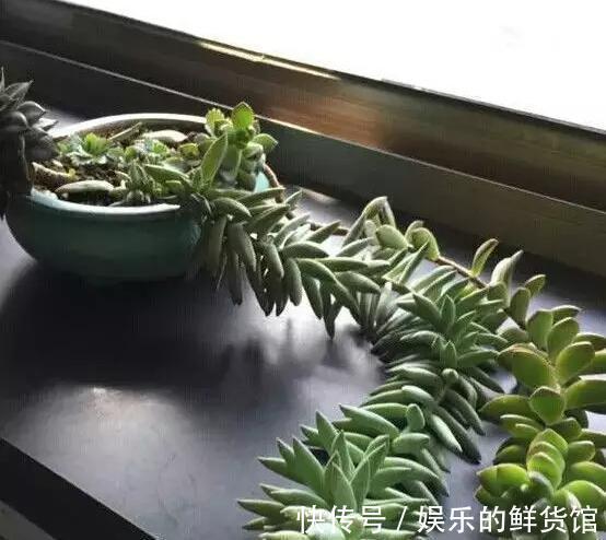 多肉长残的照片，看一次笑一次，根治各种抑郁