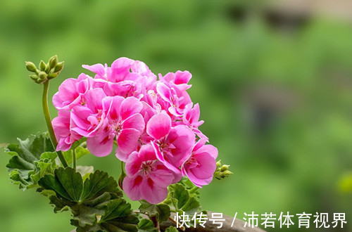 小花球|此花所代表的是遇见幸福,寓意着幸福就在身边,是美好的花