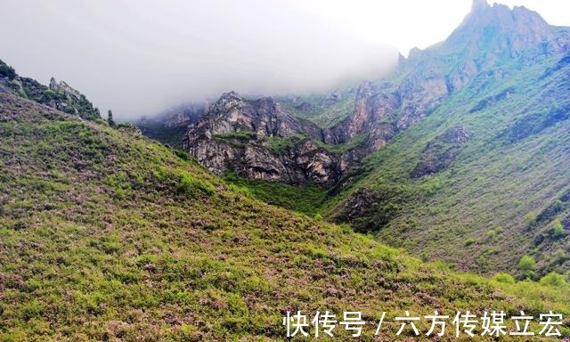 杜鹃花|青海夏季的山坡是这么的美丽，杜鹃花是最好的花