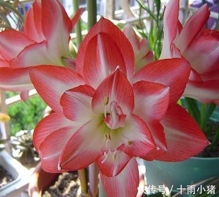 开花|朱顶红开花之后,一个“小动作”,又开一茬花,花大色艳特别美