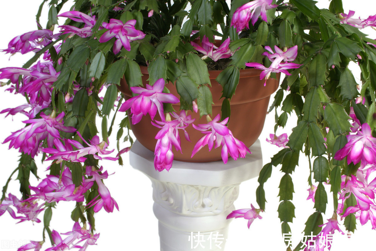 蟹爪兰|“馋嘴”的蟹爪兰,就喜欢2种酸,浇1点蹭蹭长,花期早开花多