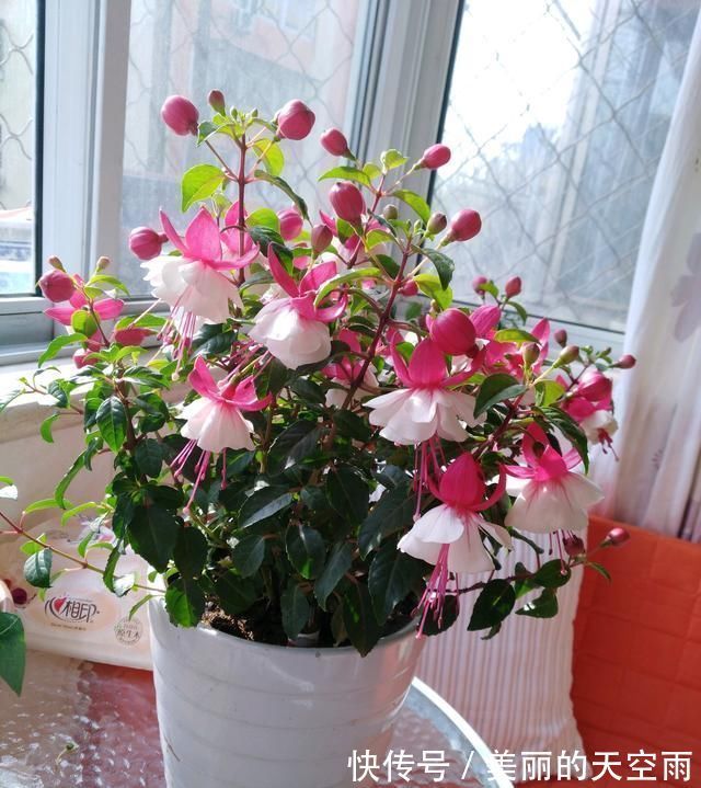 花型|别养绿萝吊兰了，室内绿植选这款，花型漂亮，四季开花，更值得养
