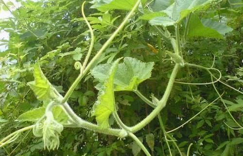 菠菜|人到中年想長壽，多吃3種食物，排毒抗衰，潤腸護(hù)膚，早吃早好！