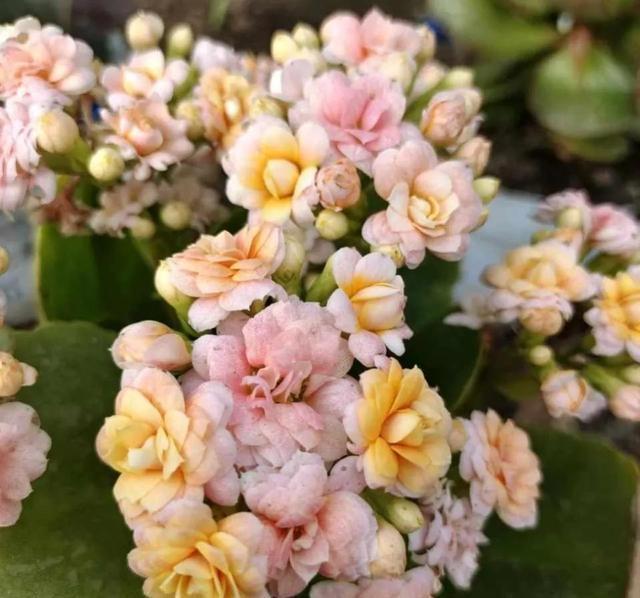 学会长寿花的一个养护秘诀,花苞花朵一起长,开花到年后