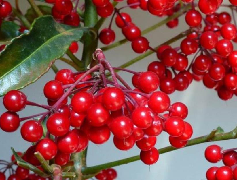 “4种花”富贵人家经常养，寓意好，样子美，越养越好运