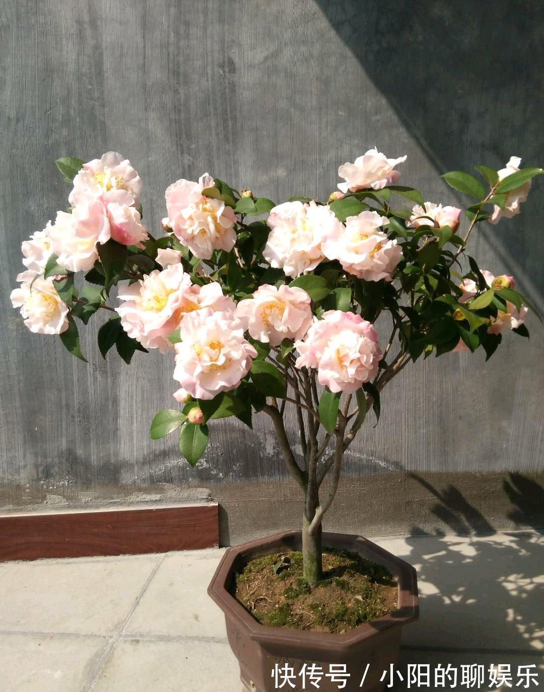 “寿命长”的11种花，好养寓意好，越养越值钱