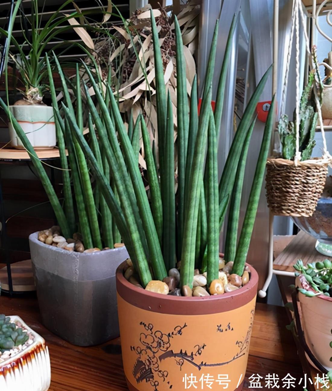 旧土|养花常见问题汇总,这5种植物,你要注意这几点