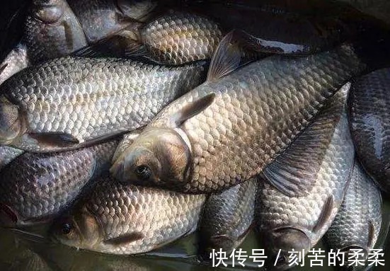 技巧|野钓大板鲫的黄金季节已到来,学会这些技巧,比黑坑都要钓的爽!