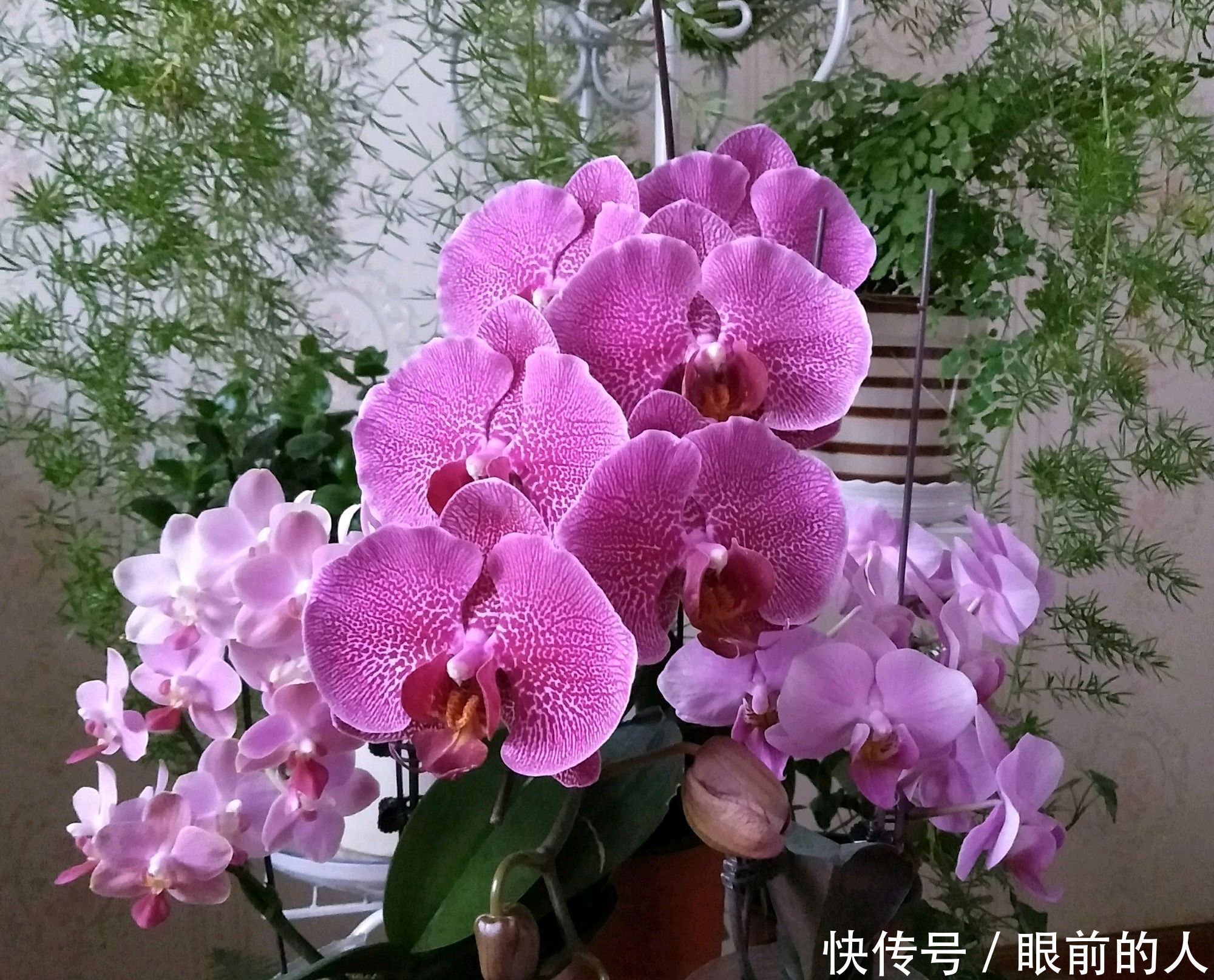 容易把蝴蝶兰的根芽误认为花芽原来蝴蝶兰的花芽长成这样