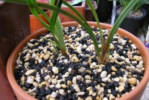 怎样让兰花长出更多的水晶头?老兰友:只需牢记4点